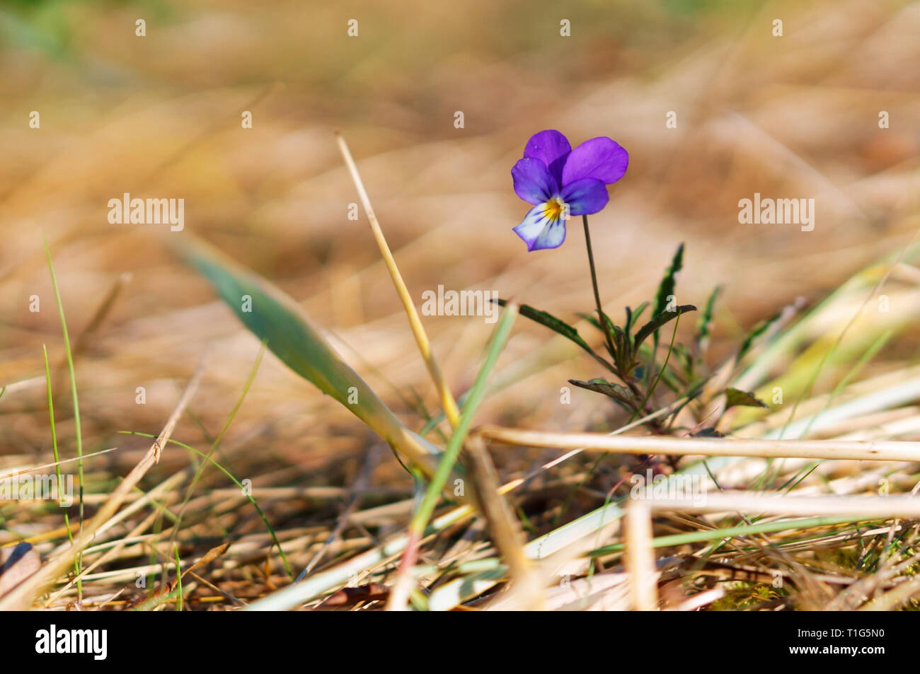 little blue flower, wild violet on orange background Stock Photo