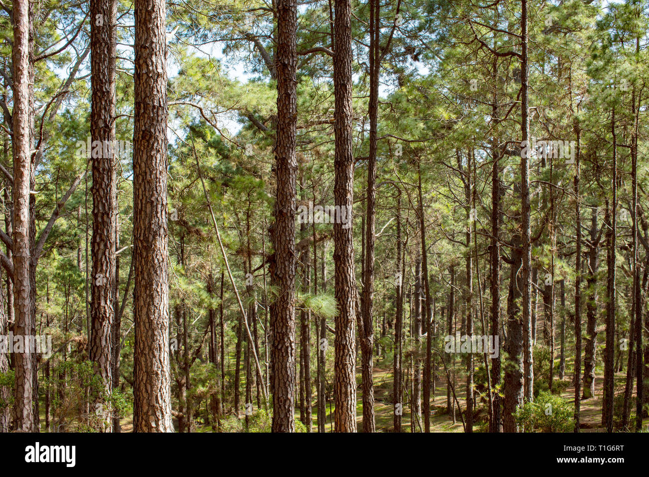 Pine forest Teneriffa Stock Photo