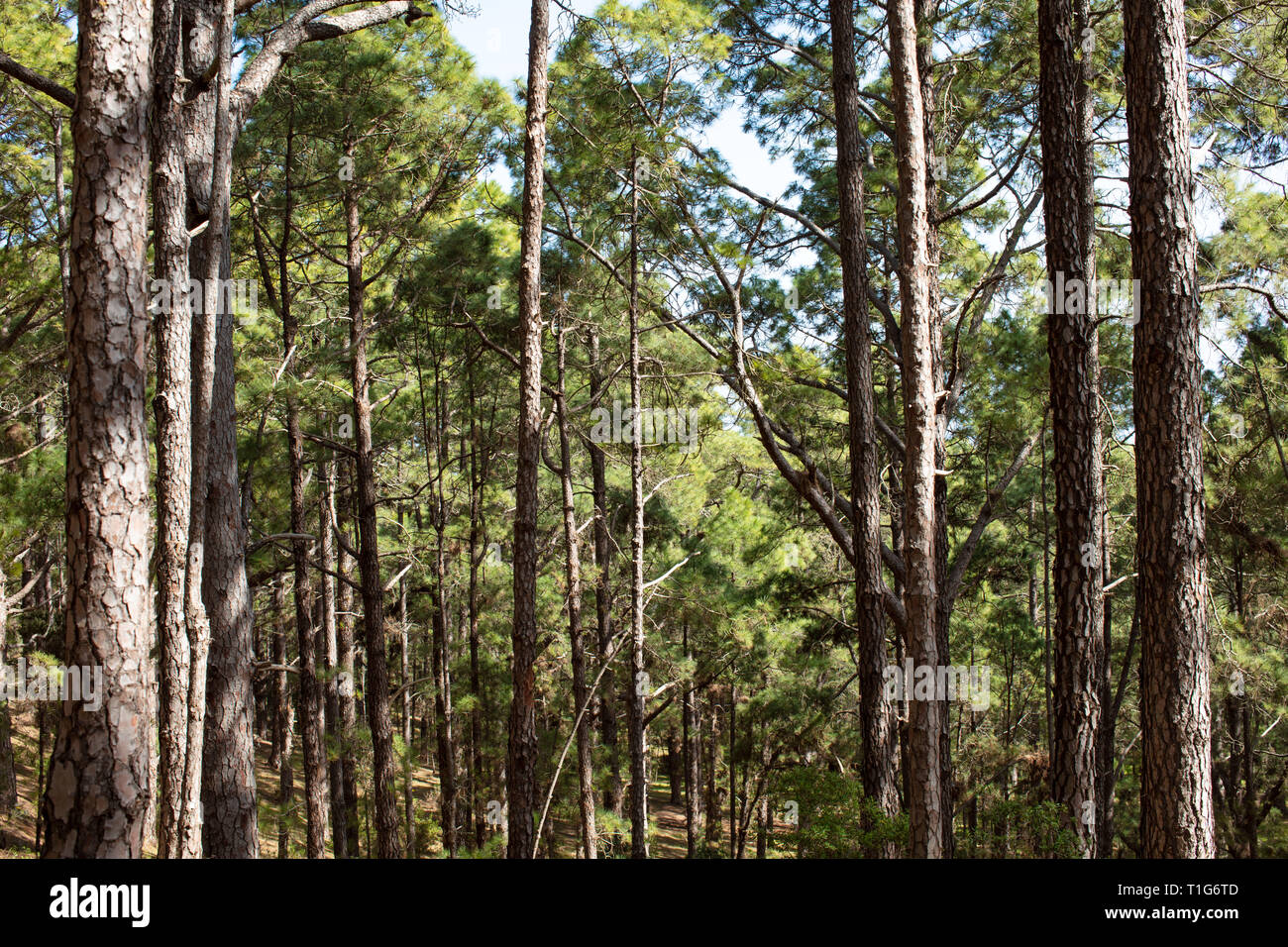 Pine forest Teneriffa Stock Photo