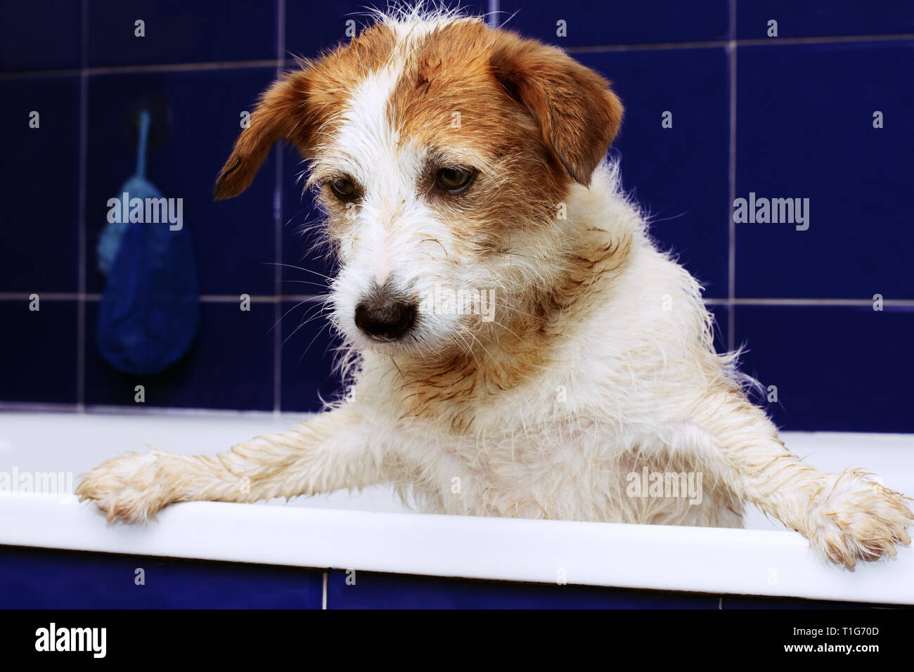 Muddy Dog Indoors Stock Photos Muddy Dog Indoors Stock Images