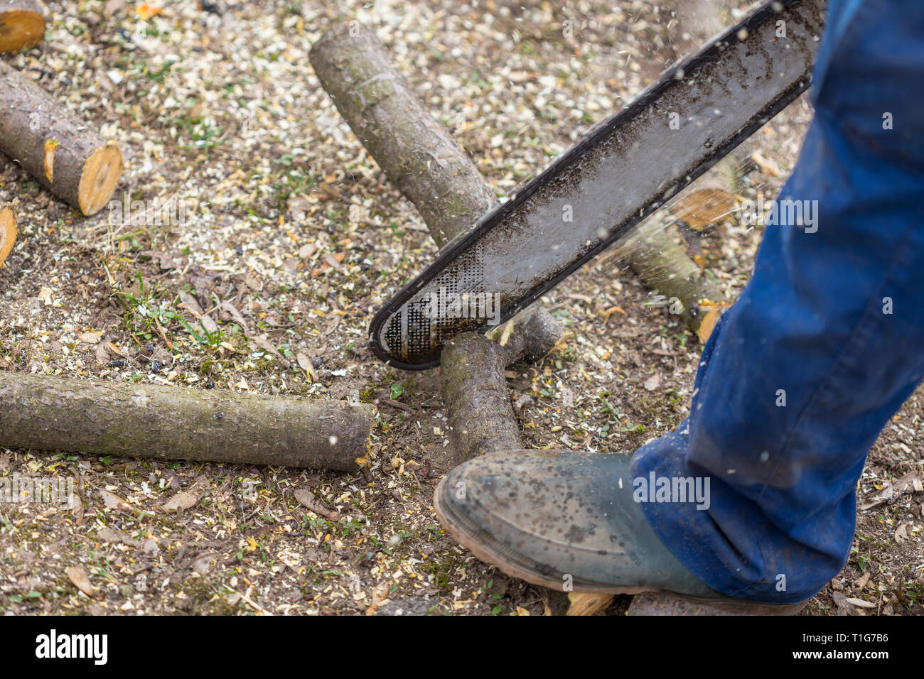 Old Man In Blue Pants Cutting A Branch Placed On The Ground