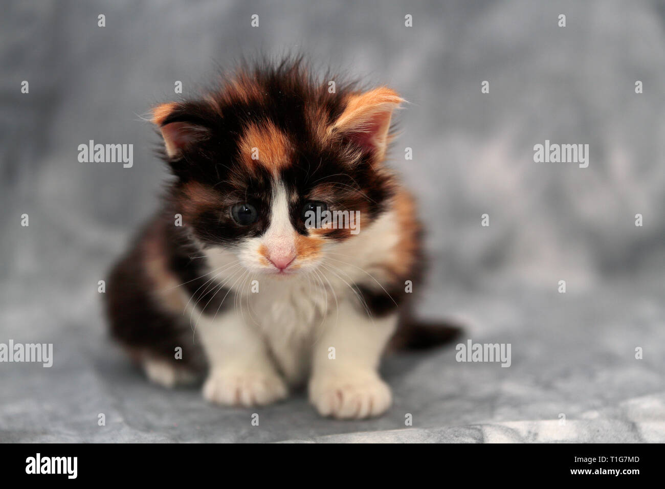 Few weeks old norwegian forest cat kitten sitting in studio Stock Photo