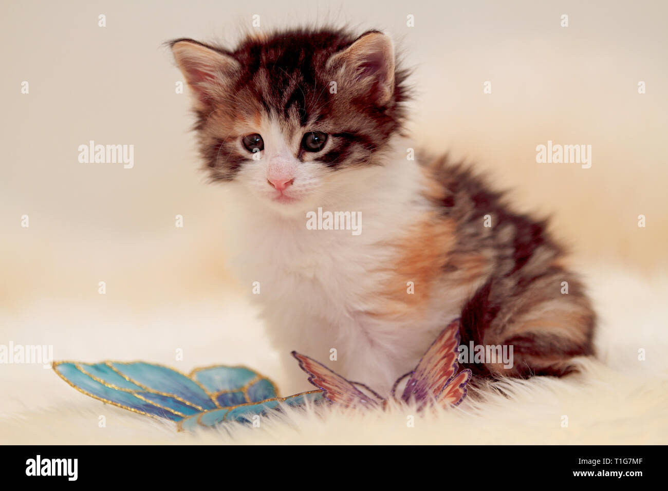Sweet norwegian forest cat kitten sitting on sheep skin in studio portrait Stock Photo