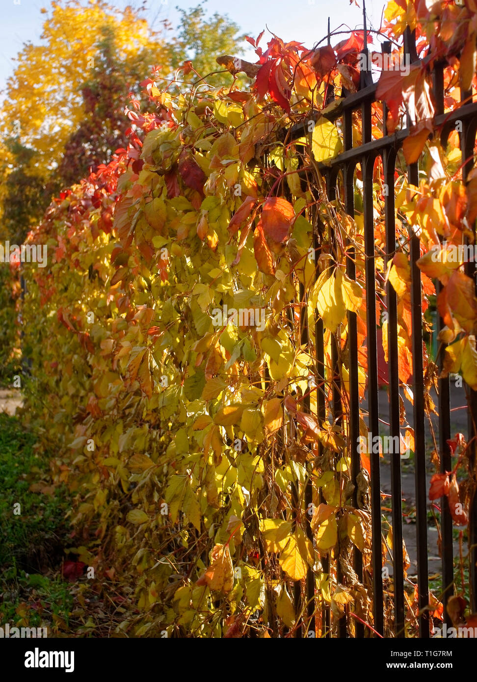 red and yellow leaves on the hedge in autumn, Moscow Stock Photo
