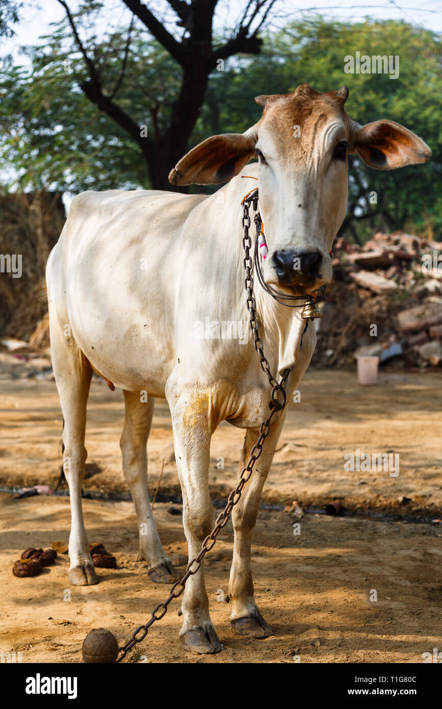 Cow sacred indian animal Stock Photo