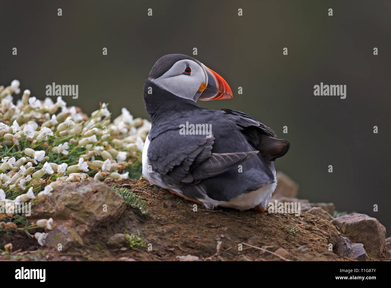 A Puffin,Fratercula arctica,resting on Scomer island. Stock Photo