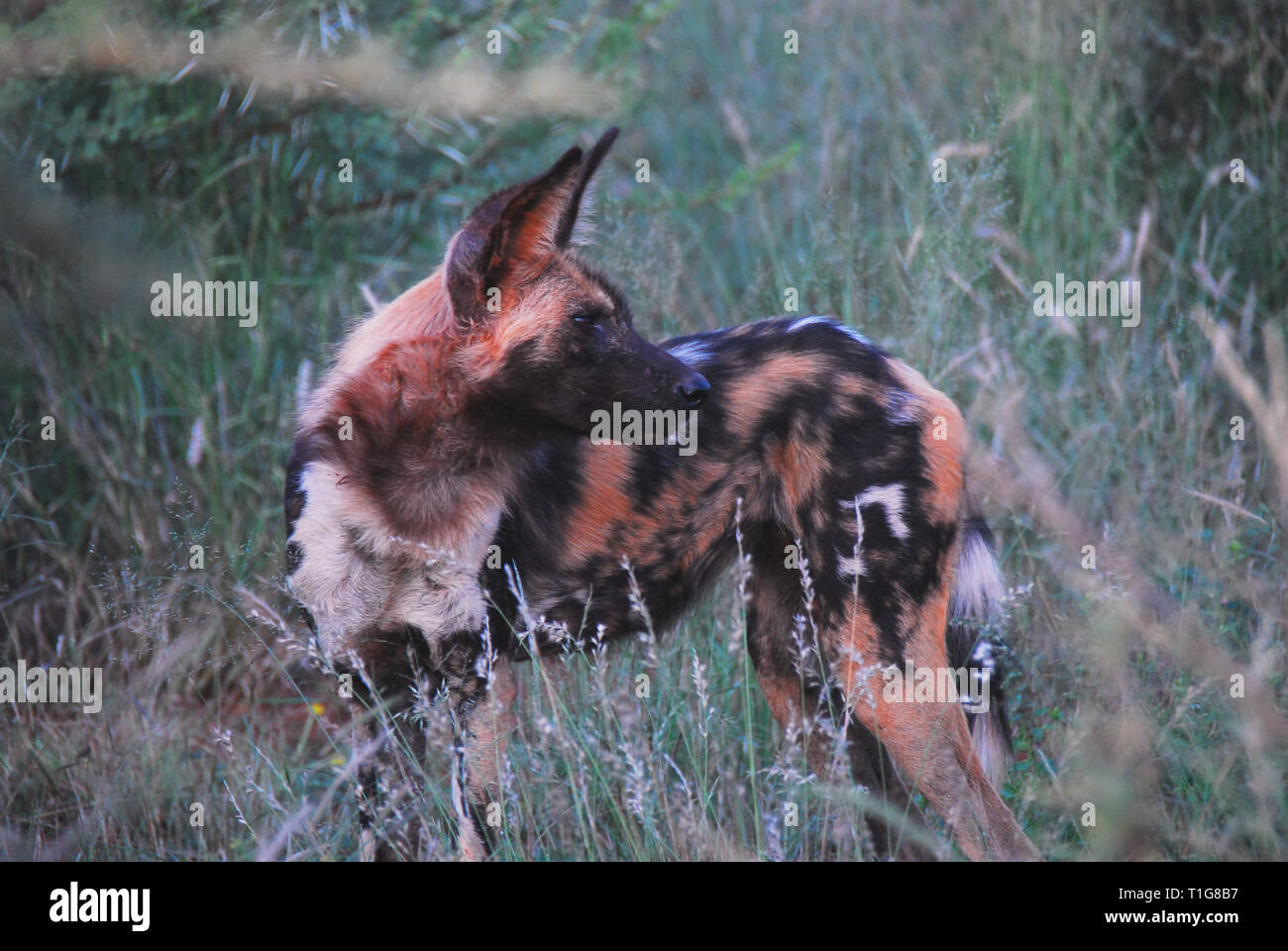 A member of a pack of colorful wild dogs on the hunt.  On alert, this one glanced quickly over its shoulder.  Photographed while on safari in Northern Stock Photo
