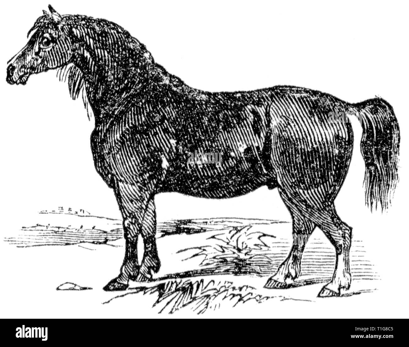 Wood cut engraved illustration, taken from 'The Treasury of Natural History' by Samuel Maunder, published 1848 Stock Photo