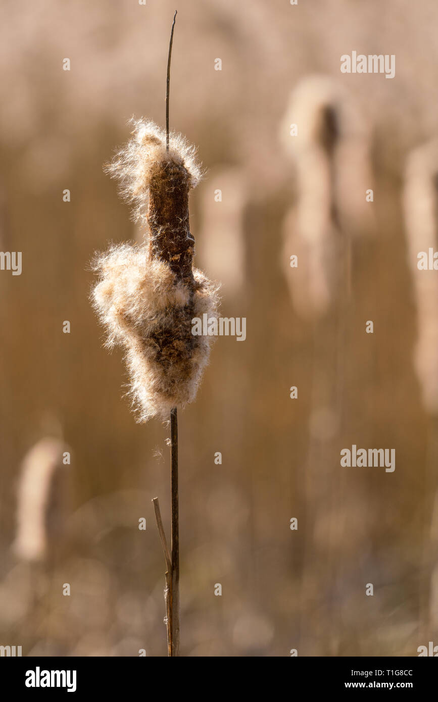 Close up of a Bulrush seed head with shallow depth of field Stock Photo