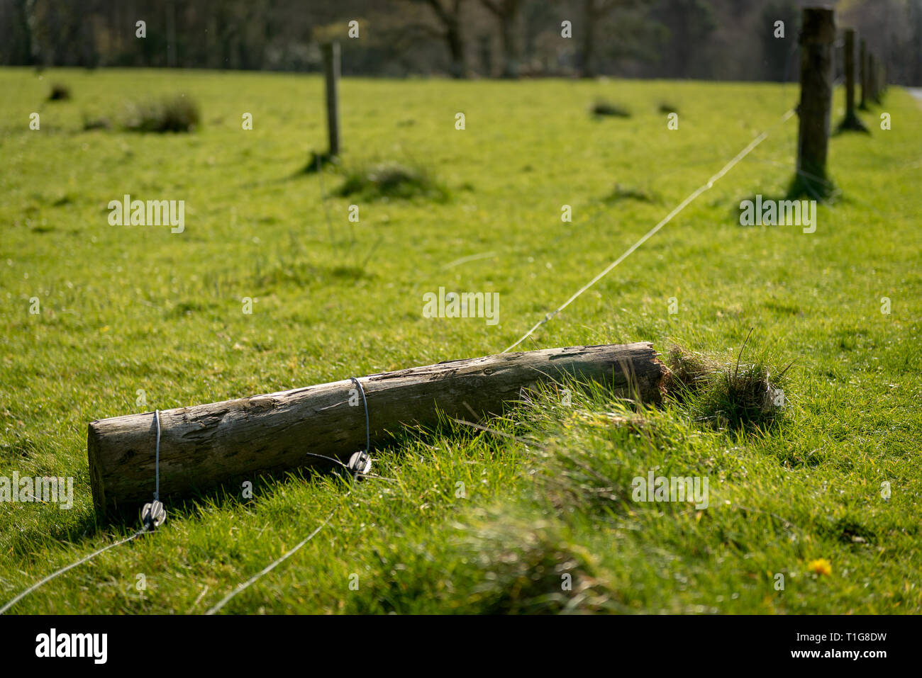 Damaged electric fence on farmland broken wooden pole and wire on