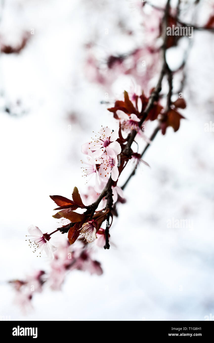 Macro image of pink spring blossoms Stock Photo - Alamy