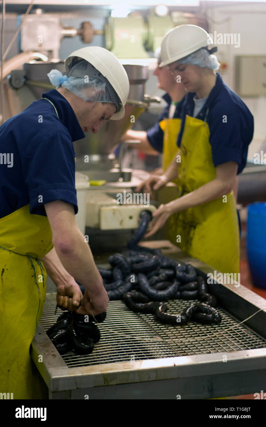 Members of staff at R. S. Ireland in Haslingden, Lancashire, England, operating a filling machine making traditional Bury black puddings which the company is taking to the Concour du Meilleur Boudin Noir, Europe's most prestigious festival celebrating the black pudding which takes place from 14-16 March 2008 in Normandy, France. R. S. Ireland, was established 50 years ago and employs around 15 people making over 300 tonnes of black pudding each year. Black pudding was a savoury dish made from animal blood, oatmeal, onions, fat, barley and spices. Stock Photo