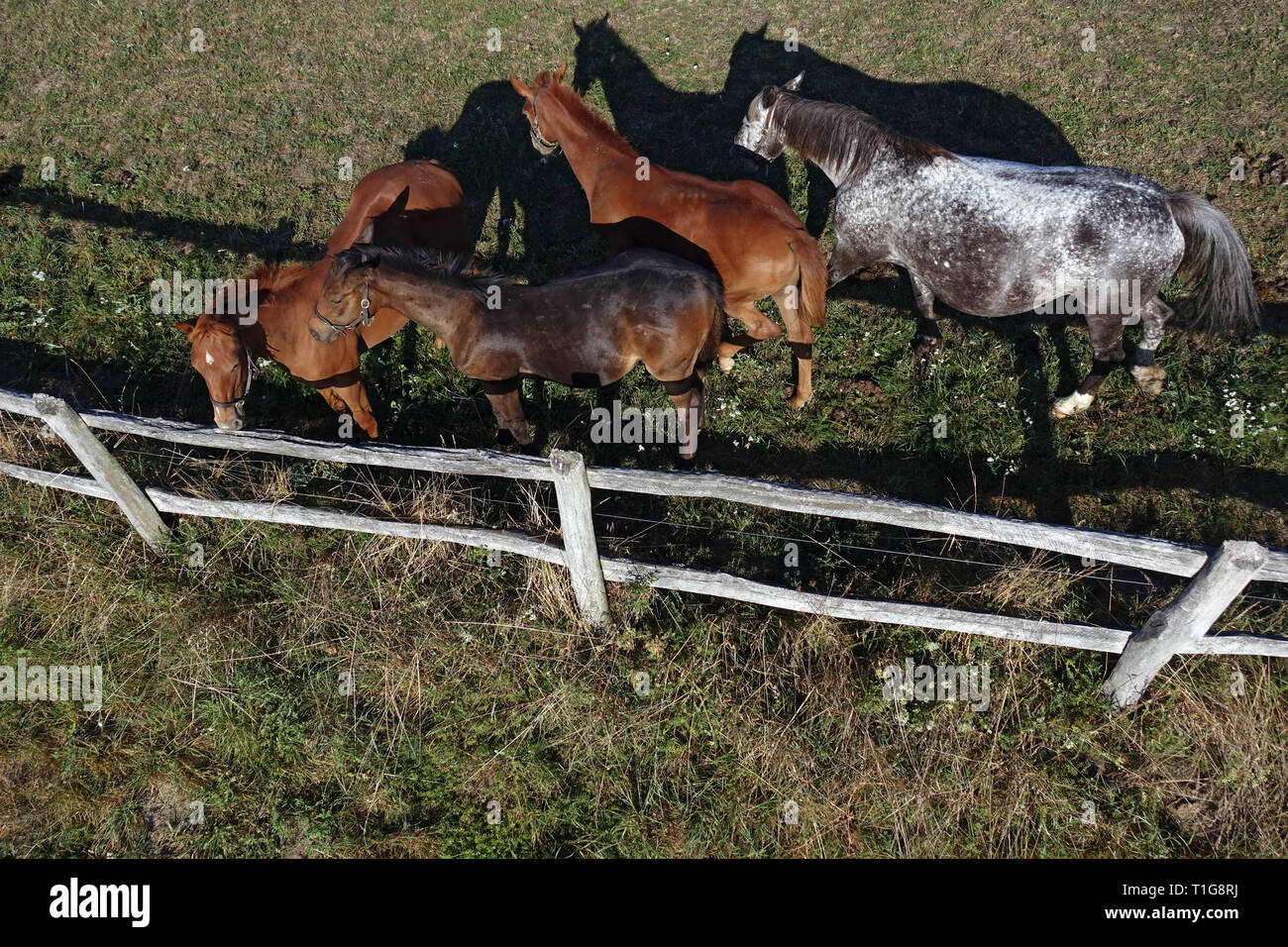 22.08.2018, Goerlsdorf, Brandenburg, Germany - Horses look over a pasture fence. 00S180822D782CAROEX.JPG [MODEL RELEASE: NOT APPLICABLE, PROPERTY RELE Stock Photo