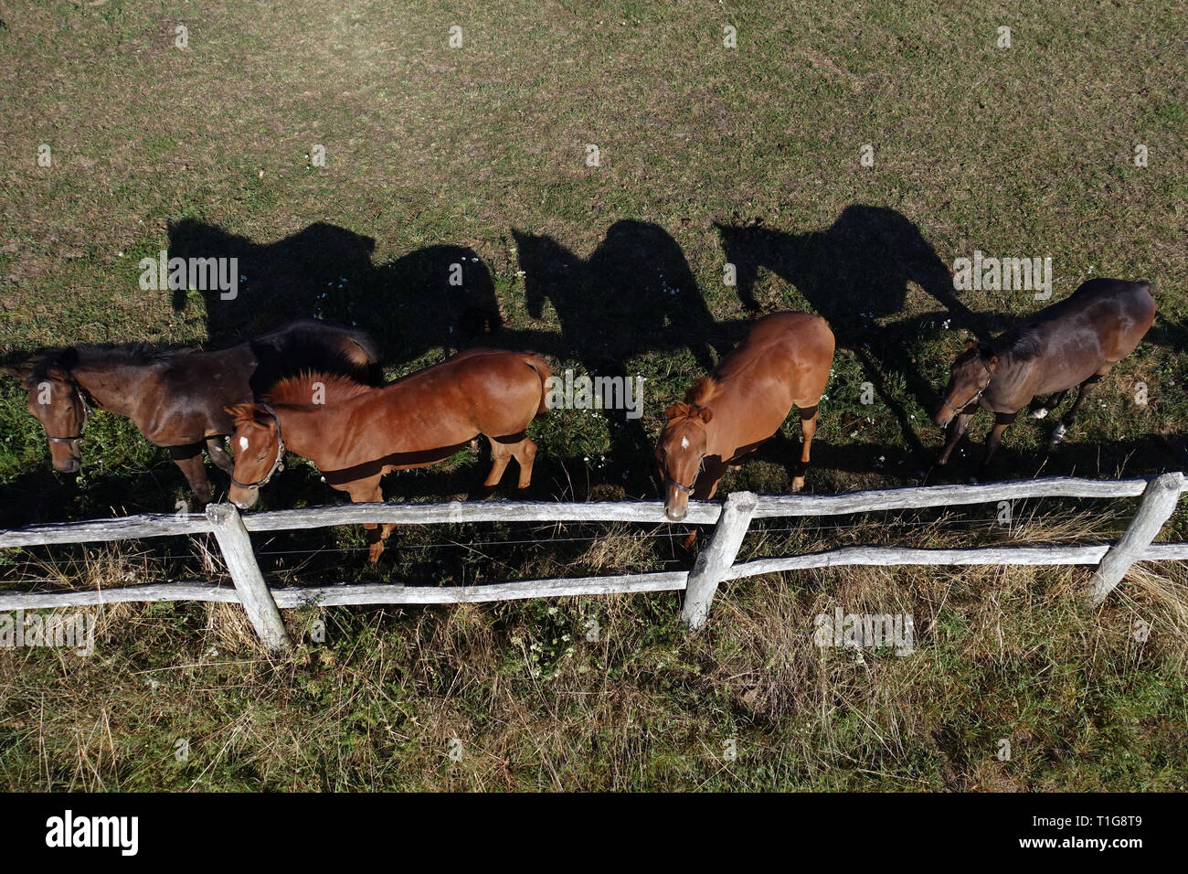 22.08.2018, Goerlsdorf, Brandenburg, Germany - Foals look over a pasture fence. 00S180822D785CAROEX.JPG [MODEL RELEASE: NOT APPLICABLE, PROPERTY RELEA Stock Photo