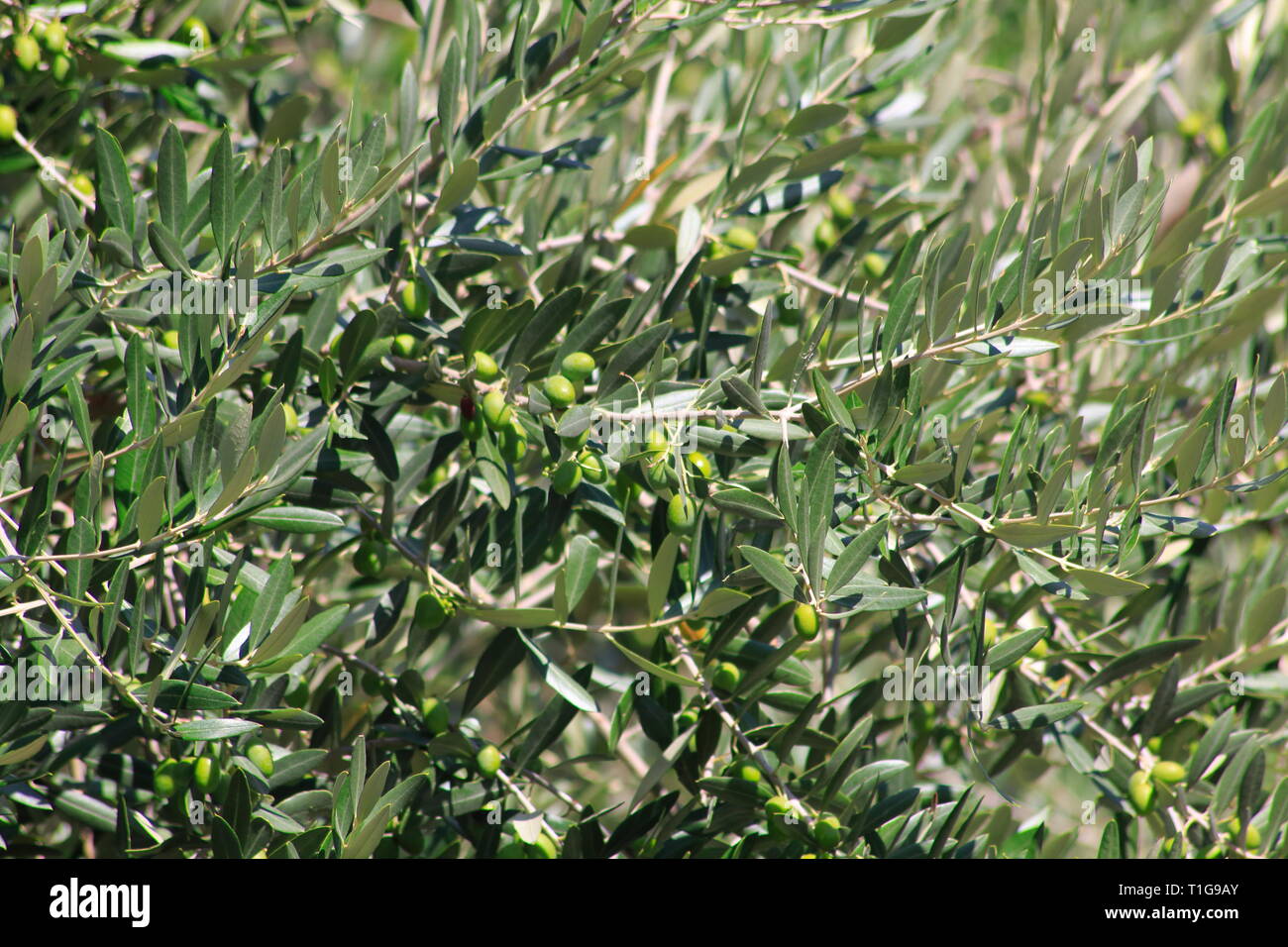 Oliven Früchte mit Blättern, im Sommer, am Baum in einem Olivenhain