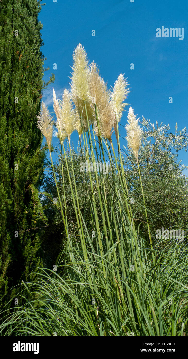 hoch gewachsenes Pampasgras in einem Garten oder Park Stock Photo