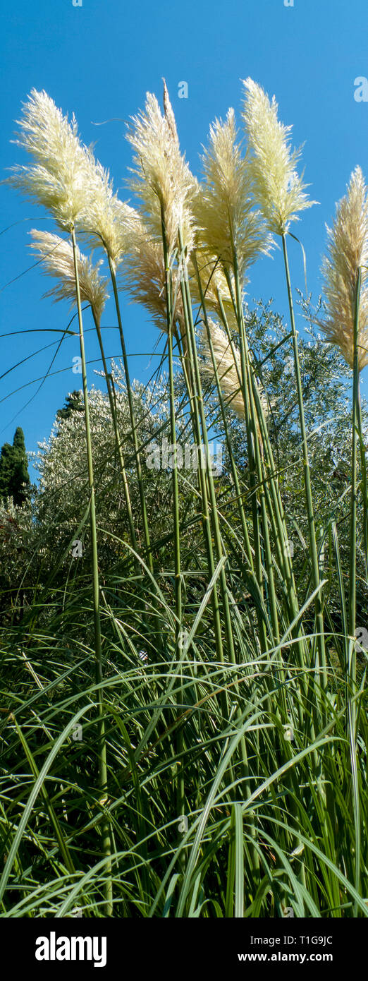 hoch gewachsenes Pampasgras in einem Garten oder Park Stock Photo