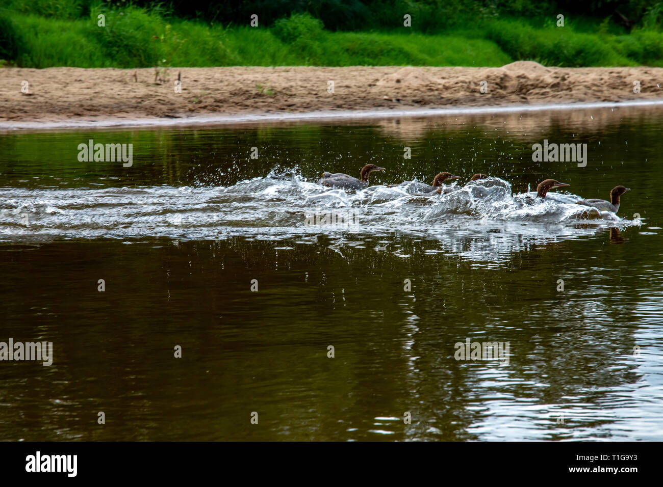 Ducks swimming in the river Gauja. Ducks on coast of river Gauja in Latvia. Duck is a waterbird with a broad blunt bill, short legs, webbed feet, and  Stock Photo