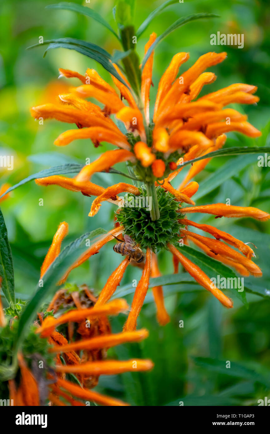 Florida flower lion's tail, wild dagga Stock Photo