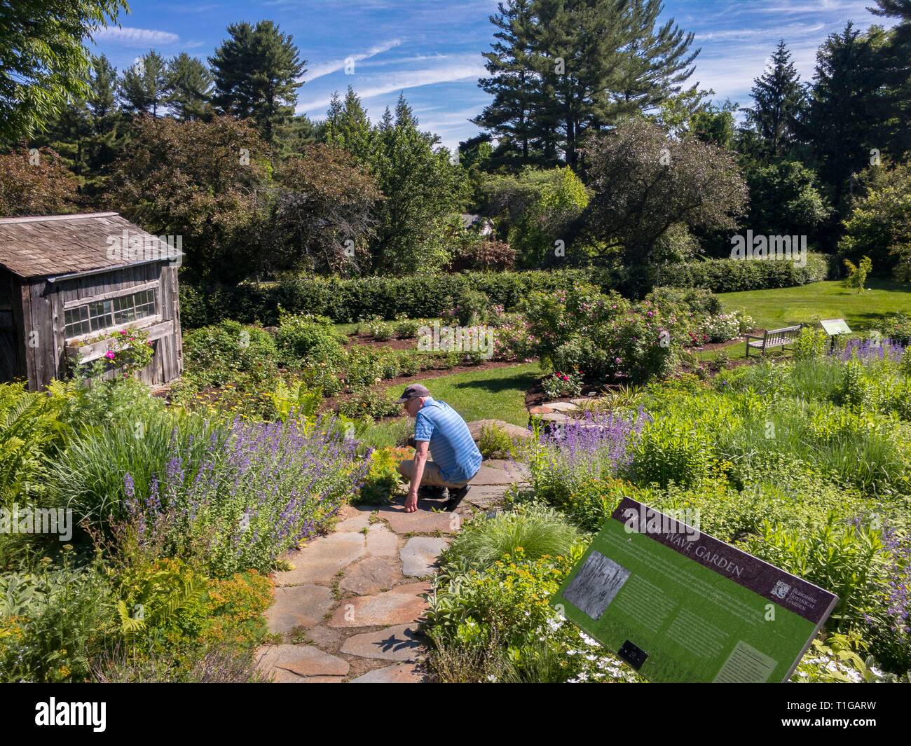 Man at Berkshire Botanical Garden in summer, Stockbridge, Massachusetts. Stock Photo