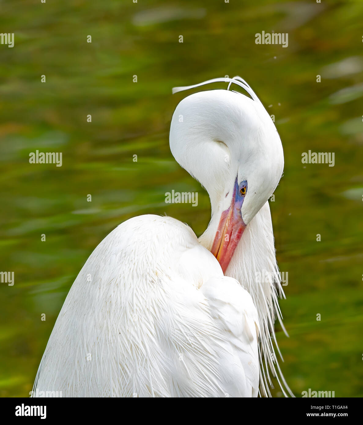 Great blue heron - white morph preening Stock Photo