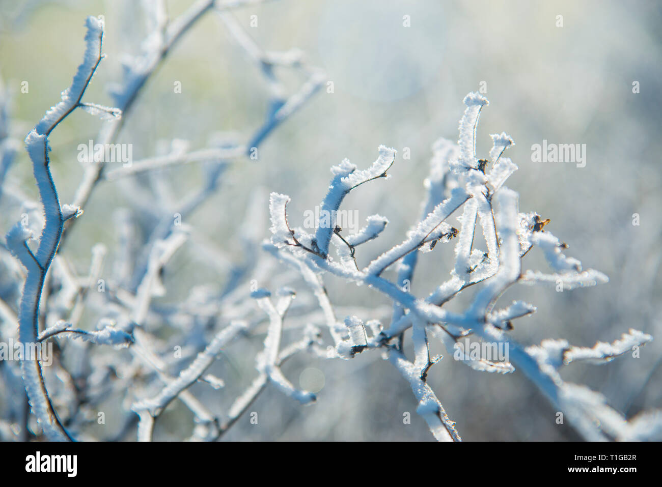 Frosty plant. Stock Photo