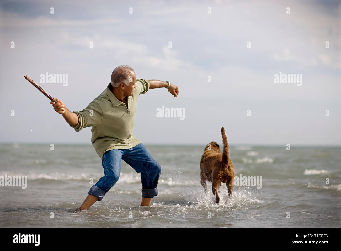 Man throwing stick to dog hires stock photography and images Alamy