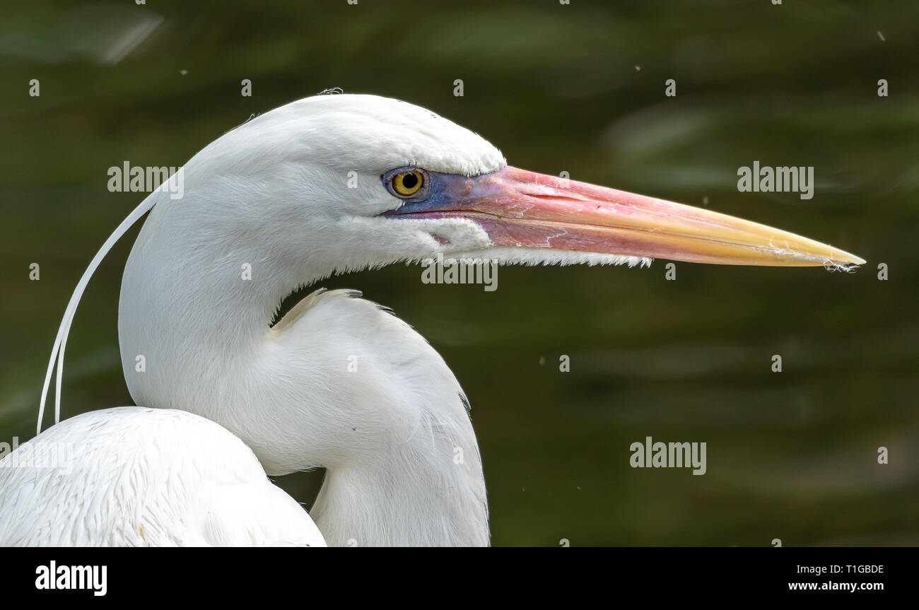 Profile of a great blue heron white morph Stock Photo