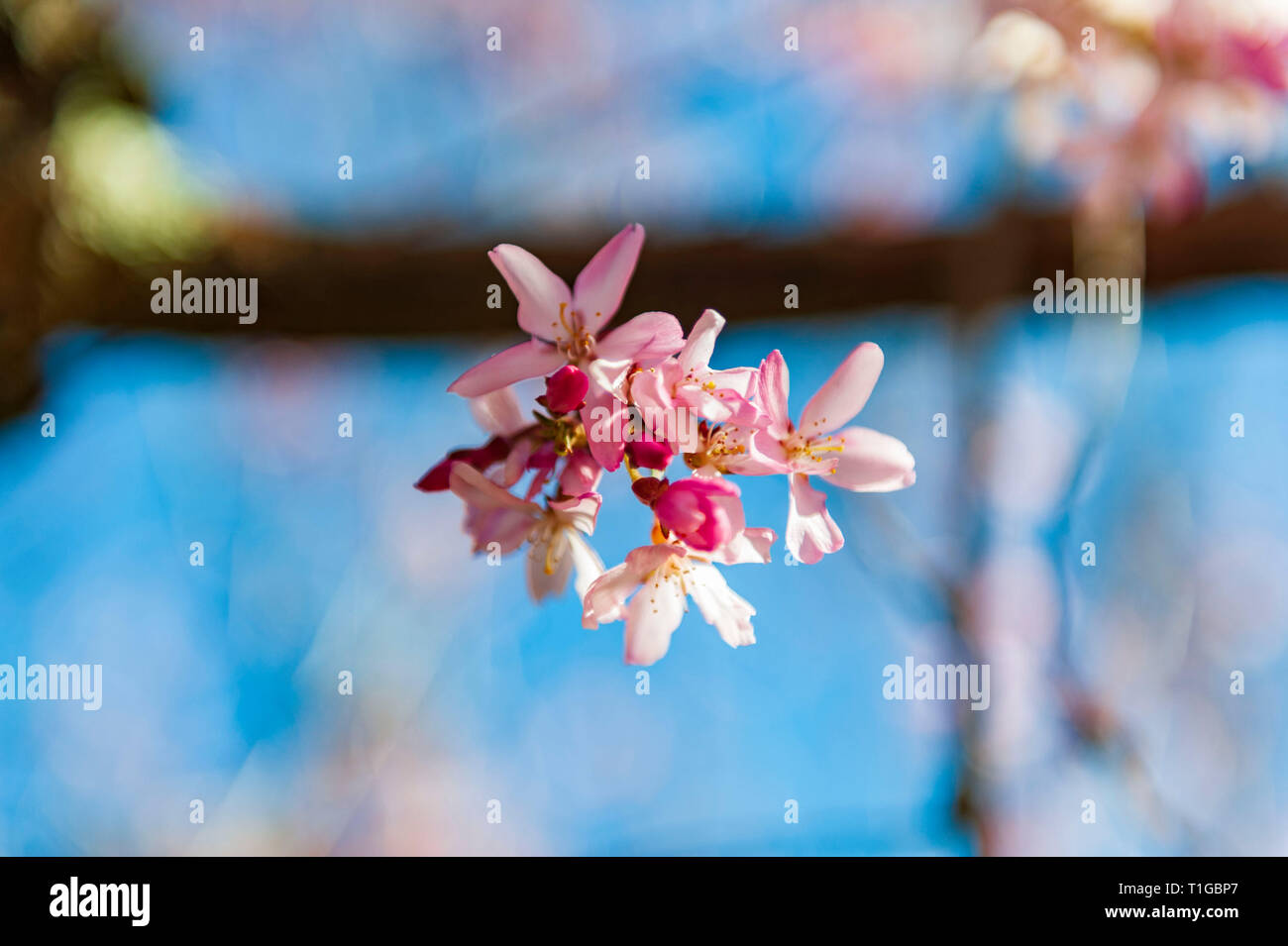 Cherry Blossom Trees at Lexington National Cemetery in Lexington Kentucky Stock Photo Alamy
