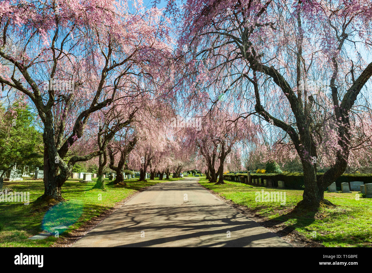 Cherry Blossom Trees at Lexington National Cemetery in Lexington Kentucky Stock Photo Alamy