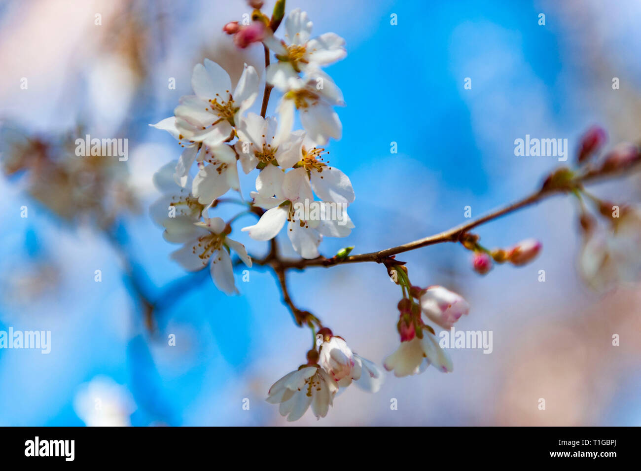 Cherry Blossom Trees at Lexington National Cemetery in Lexington Kentucky Stock Photo Alamy
