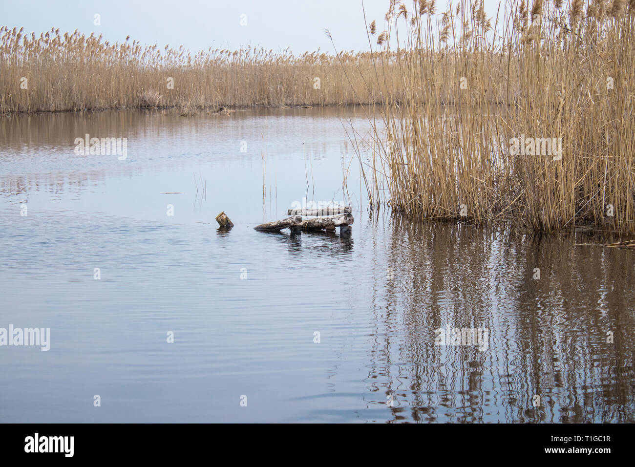 Stems of reeds over the water. Golden reed grass in spring in the sun ...