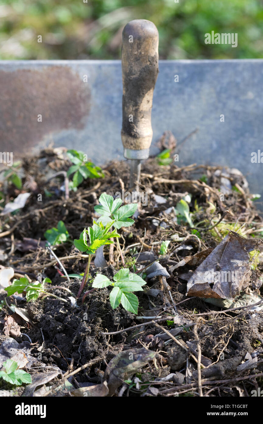 Aegopodium podagraria. Removing Ground Elder weed from the garden. Stock Photo