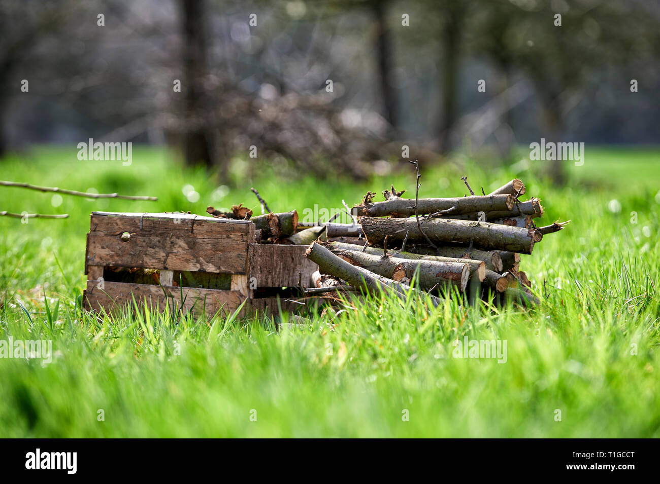 Ein Holzstapel mit Obstbaumschnitt steht auf gruenem Gras. Im Hintergrund sind die Obstbaeume zu sehen. Stock Photo