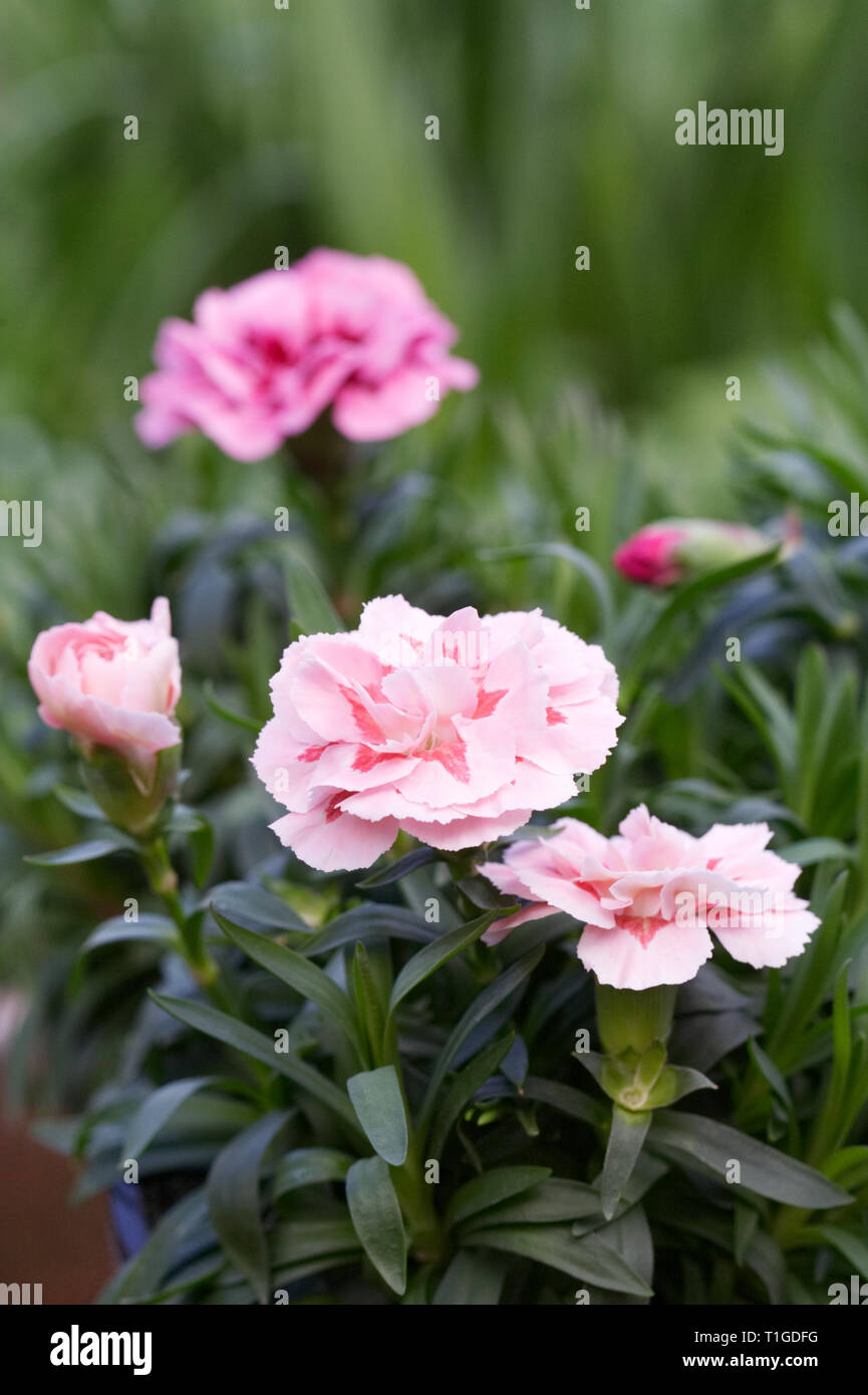 Dianthus flowers in Spring. Stock Photo