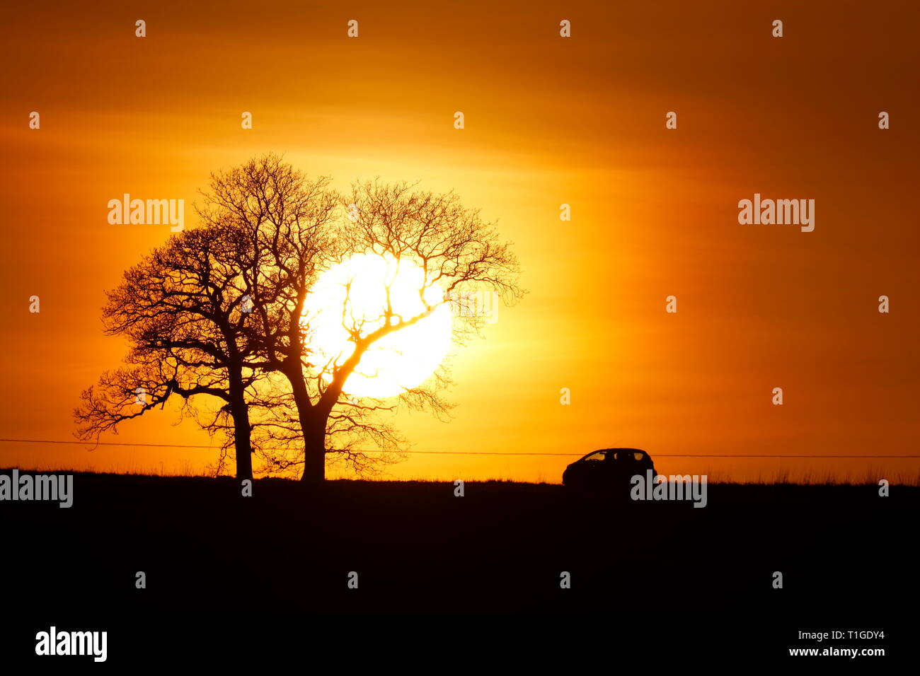 The sun setting behind trees at Swillington Common Stock Photo Alamy
