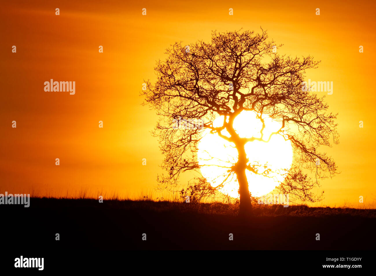 The sun setting behind trees at Swillington Common Stock Photo Alamy