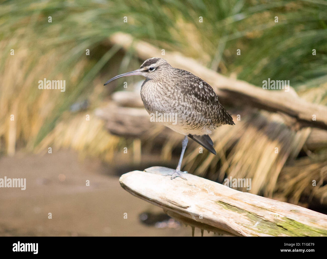 A whimbrel (Numenius phaeopus), a North American shorebird, perched on a piece of driftwood along the shore. Stock Photo