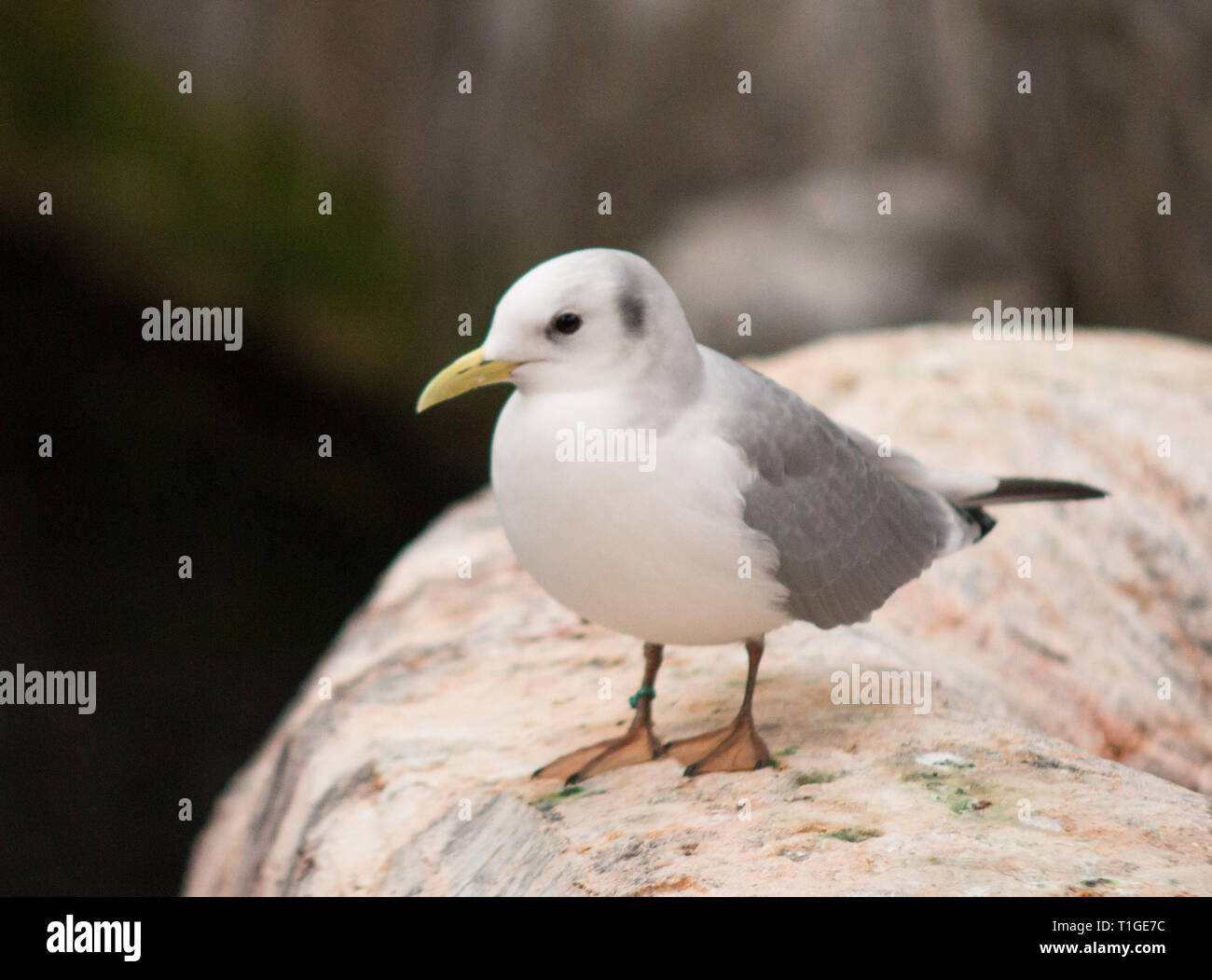 A black-legged kittiwake (Rissa tridactyla), a seabird species in the gull family Laridae, perched on a rock. Stock Photo