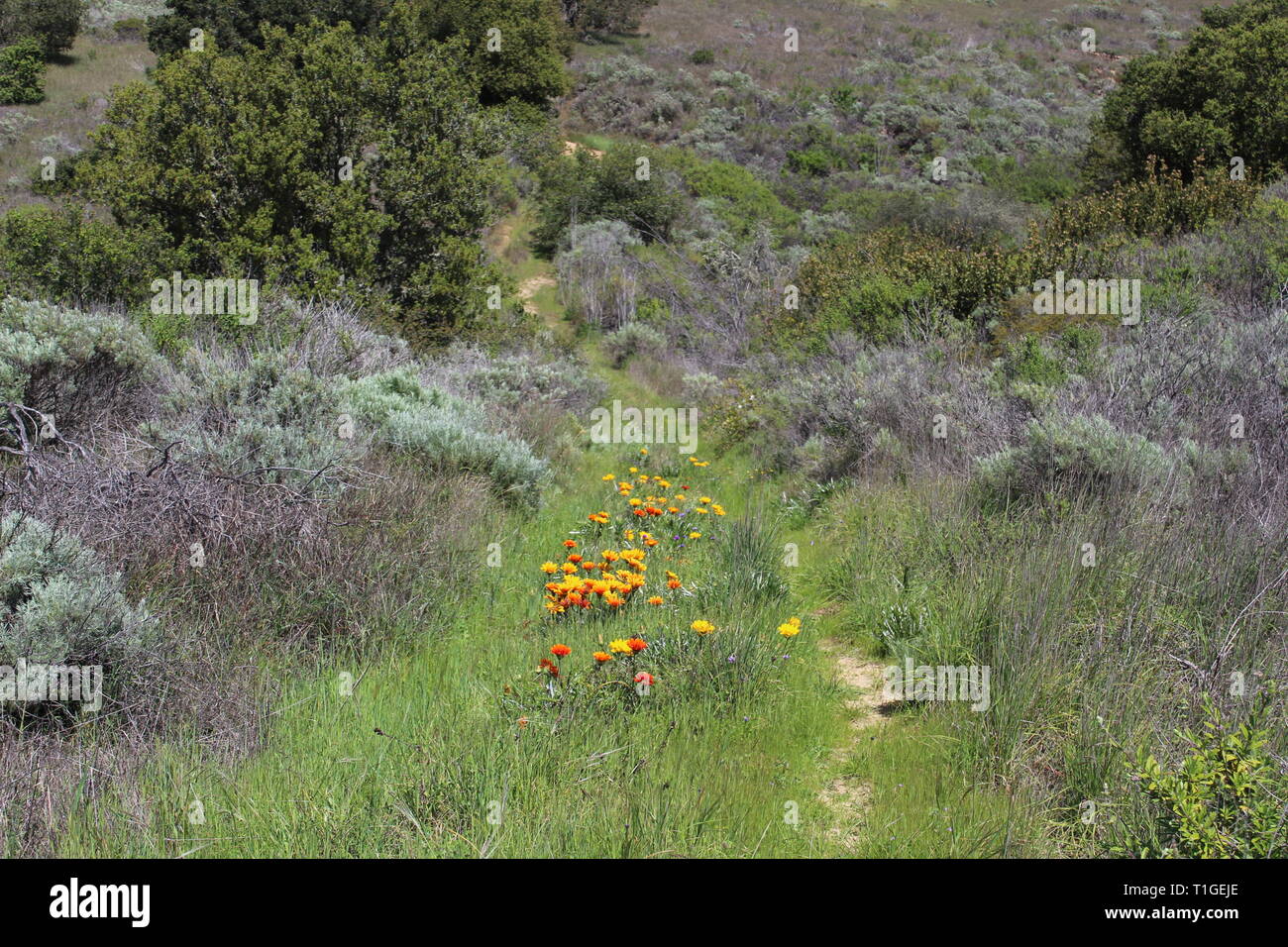 Non-native African Daisy lines a pathway through Chaparral near Santa Barbara, California Stock Photo