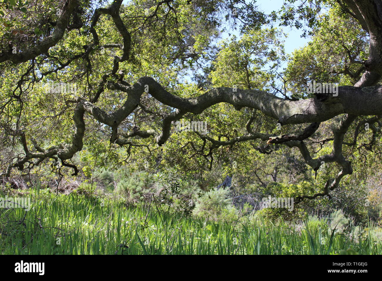 Quercus agrifolia Coast Live Oak branches Stock Photo Alamy