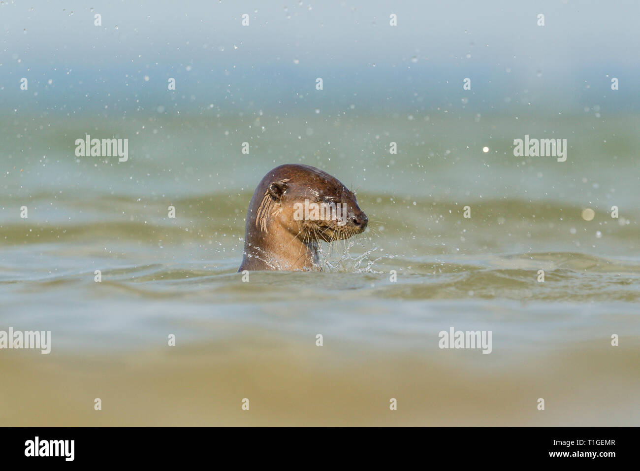 Smooth coated otter eating freshly caught fish from the sea in Singapore Stock Photo