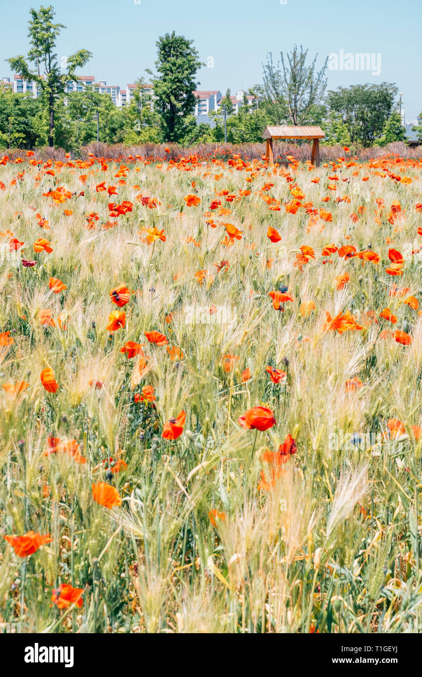 Red poppy flower field at Sangdong Lake Park in Bucheon, Korea Stock Photo