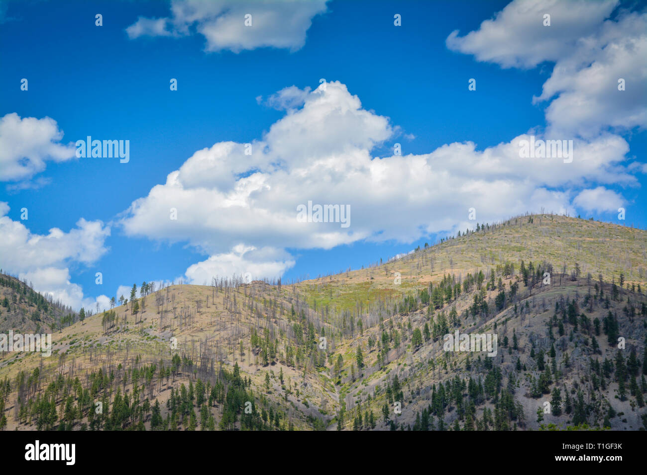 A big sky country view of blue sky with puffy white clouds on a mountaintop in western Montana, USA Stock Photo