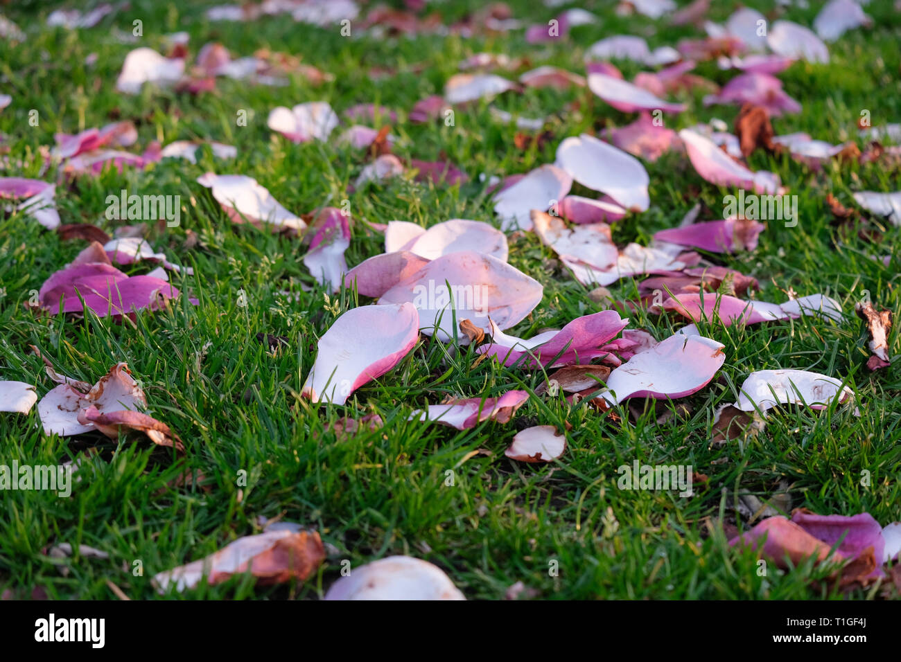 Pink magnolia tree petals lying on grass after falling from the tree. Stock Photo