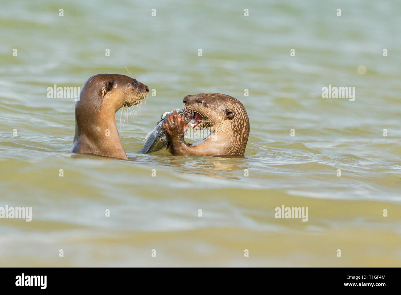 Smooth coated otter eating freshly caught fish from the sea in Singapore Stock Photo