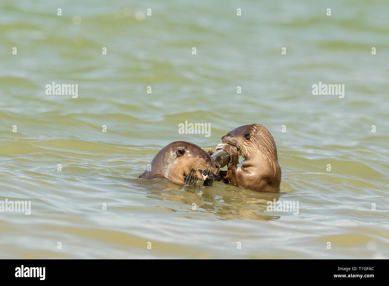 Smooth coated otter eating freshly caught fish from the sea in Singapore Stock Photo