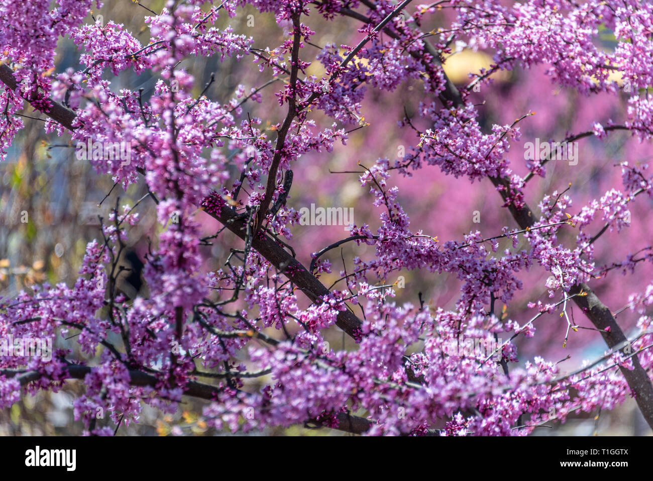 Spring blossoms in colorful display at Historic Oakland Cemetery in Atlanta, Georgia. (USA) Stock Photo
