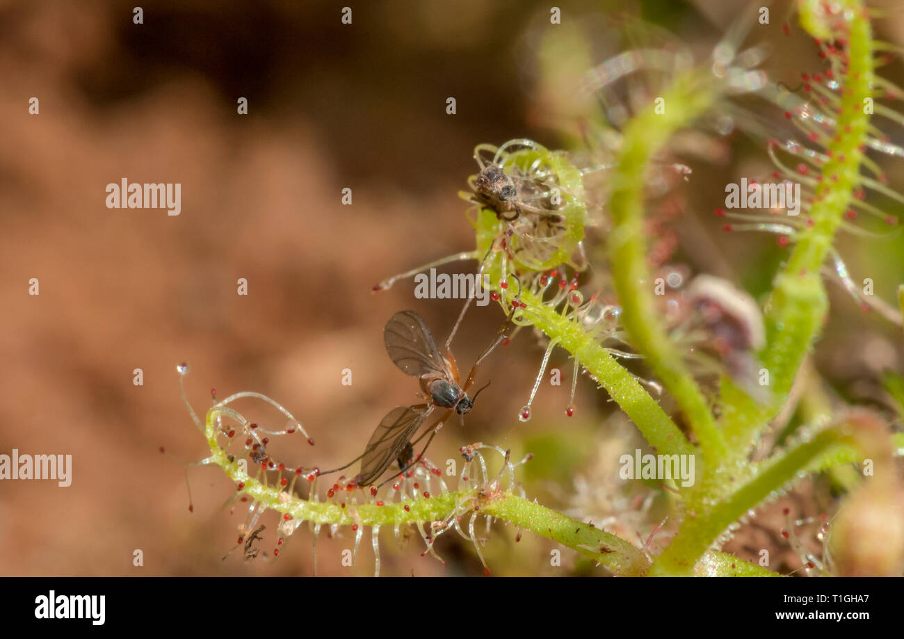 Drosera Indica with Trapped Insect seen at Kaas Plateau,Satara,Maharashtra,India Stock Photo