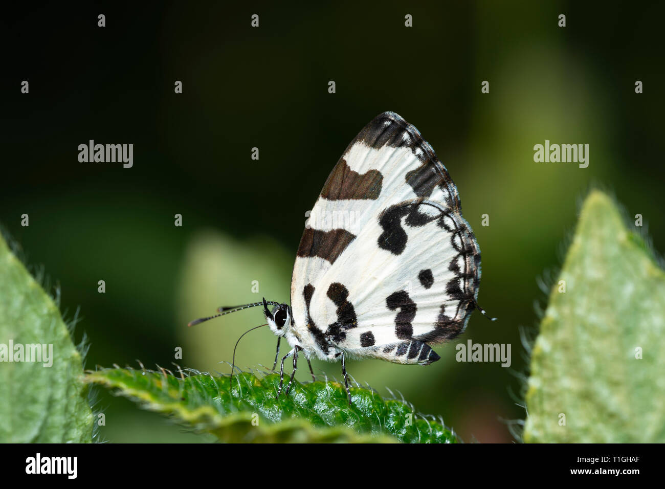 Angled Pierrot Butterfly seen at Kaas Plateau,Satara,Maharashtra,India Stock Photo